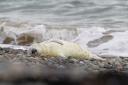 Brand new seal pup asleep in 2023 at Walney Island Nature Reserve