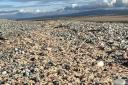 The resident said that in all her years walking in south Walney she had never seen anything like this mass stranding of starfish