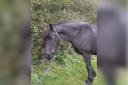 Nero has been given a second chance by the The Friesian Experience Sanctuary.