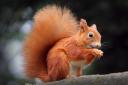 Cumbria has one of the last remaining red squirrel populations in England