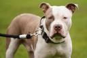XL Bullies will become a banned breed soon