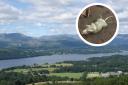 The British Pest Control Association said that rats can be found anywhere in the UK, including popular spots in the Lake District