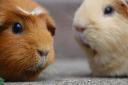 Guinea pigs are just the tip of the iceberg at this pet shop