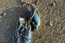 Danny took a photo of the dead lobster found on Biggar Bank