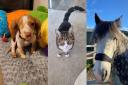 Your favourite photos on National Love our Pet Day 2024