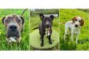 Meet the dogs ready for rehoming