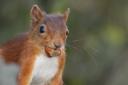 A focused effort is due put into preserving red Squirrels in Furness.