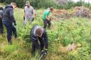 Millom School students assist with the Harknott Forest Proeject