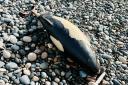 The dead porpoise was discovered at Silecroft beach