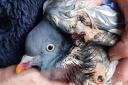 Woodpigeon treated with gunshot wound by Bardsea Bird Sanctuary
