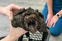 The alligator snapping turtle was found in Urswick Tarn
