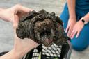 Fluffy, the alligator snapping turtle, has prompted much discussion over exotic animal ownership