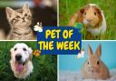 Pet of the Week: Nominate your pet for our regular feature in The Mail newspaper. Picture: Newsquest