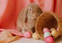 FUN: Meet the Easter bunny at a great free family event happening in Barrow Market Hall.