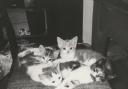 Tom and kittens Skimby, Shelly Muszka and Honey, who belonged to Pauline Luksza of Ulverston, were entered in The Mail's cats photographic competition in 1995