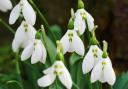Flowering snowdrops, one of the first signs of spring