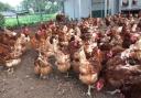 The 'cluckers' at the hen rescue