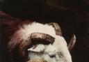 Herdwick sheep are native to Cumbria
