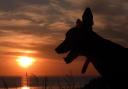 Silhouette greyhound watching the sunset going down west shore by Emma Wandsworth
