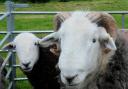 Herdwick sheep at Rosthwaite in Borrowdale