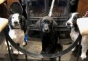 This trio of dogs will be greeting guests at the Sun Inn in Kirkby Lonsdale
