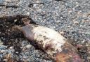 The deceased seal as it was when medic Mark Rice went out to assess it