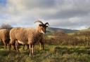 Rare Breeds Survival Trust is encouraging shoppers to buy native breed produce this Christmas
