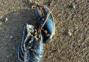 Danny took a photo of the dead lobster found on Biggar Bank