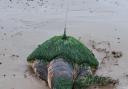 The turtle was found stranded in Earnse Bay
