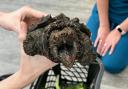 Fluffy, the alligator snapping turtle, has prompted much discussion over exotic animal ownership