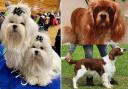 These are some of the south Cumbrian dogs competing at this year's Crufts