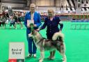 Jo pictured with her best of breed at Crufts