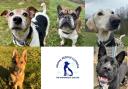 Animal Rescue Cumbria