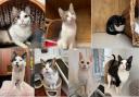 Animal Rescue Cumbria cats