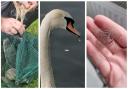 Some of the birds that have been caught in fishing wire at Barrow Park