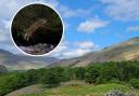 The project aim is to keep the Upper Duddon Valley leaping with wildlife