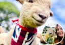 Babydoll Sheep were previously extinct in Britain after WWII