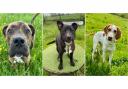 Meet the dogs ready for rehoming