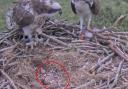 Female Blue 35 (left) and male White YW (right) watch over their first chick