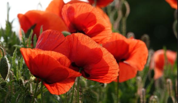 REMEMBER: Cumbria pays its respect on Remembrance Day