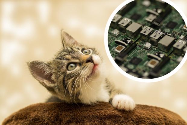 PETS: Everything you need to know before microchipping your cat (Pixabay)