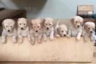 FAMILY: Charlie the Labradoodle with his siblings from Greg Wilks
