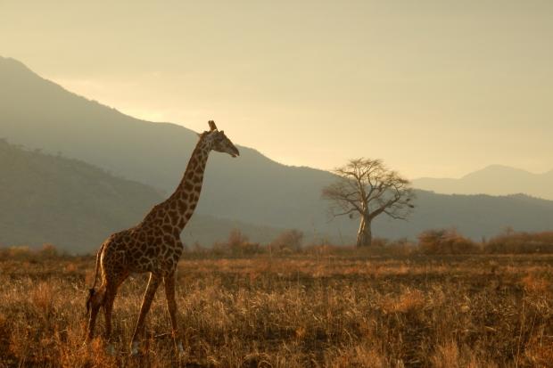 The Mail: A giraffe walking through the plains. Credit: Canva