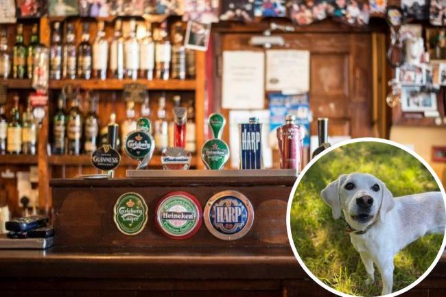 Ten of the most dog-friendly pubs, cafés and restaurants in South Cumbria 