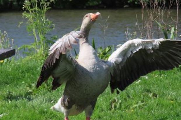WINGS: Goose spreading his wings spotted by Mail Camera Club member Jayne Williamson