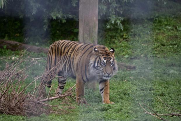 TIGER: Big cat spotted at Dalton Zoo by Mail Camera Club member Brian McGrevey
