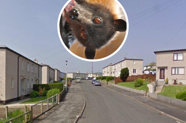 Bats have halted development of this estate