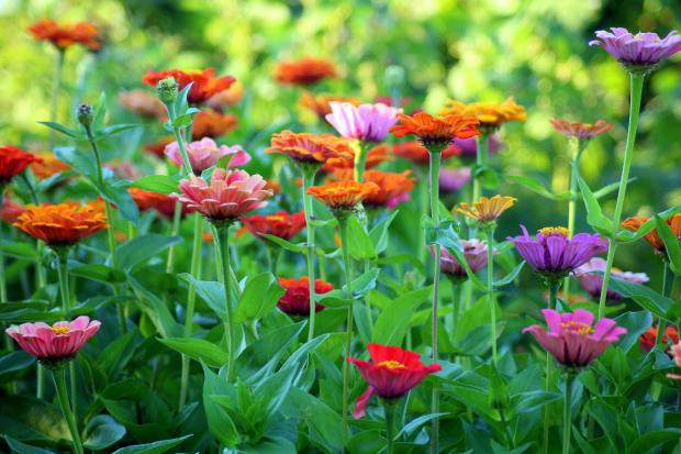 The Mail: Colourful flowers in a garden. Credit: Canva