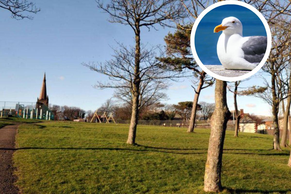 Readers disagree over 'dangerous' seagulls - Vimarsana News