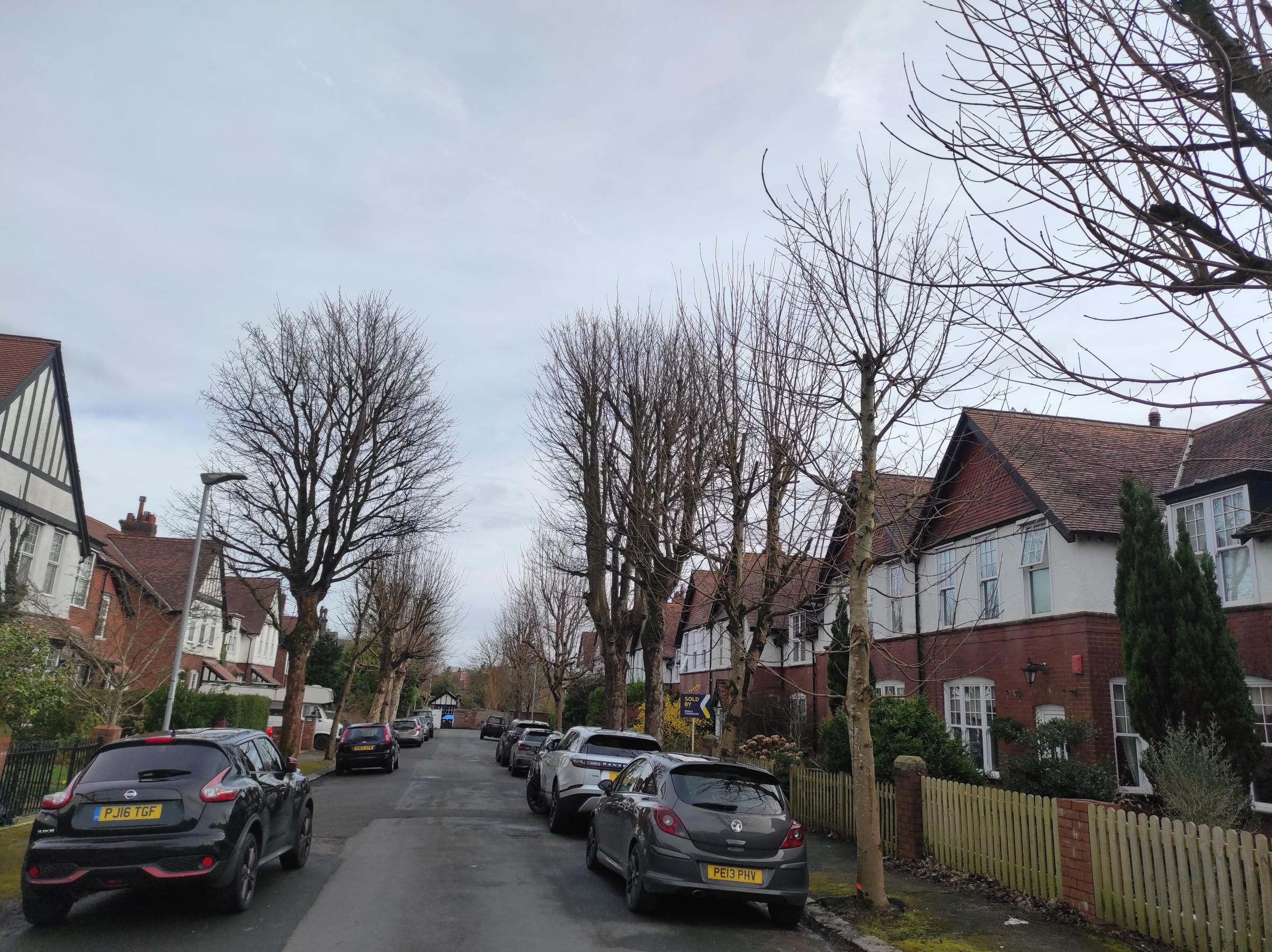 Tree felling on Barrow street postponed to 'engage' with residents - Vimarsana News
